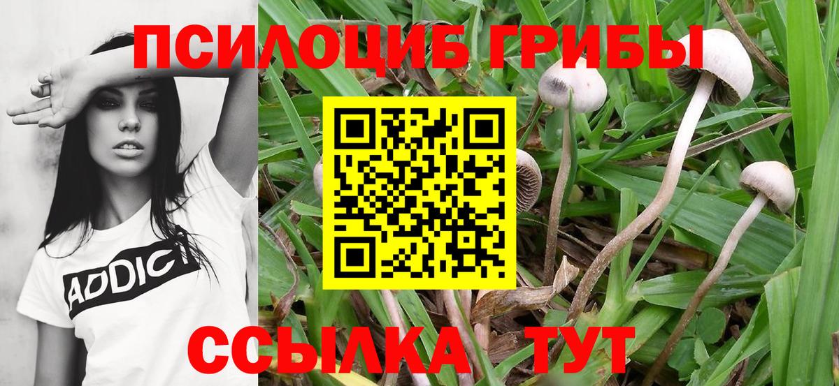Псилоцибиновые грибы прущие грибы Амурск